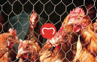 Hog ring staples for use on cages