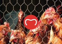 A18 applications: Agricultural › Cages