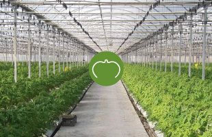 Agrafos de anilhamento para tutoragem de cultivo protegido